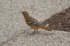 Icterus galbula