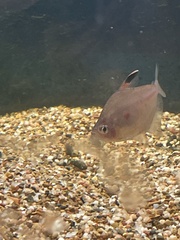 Hyphessobrycon erythrostigma