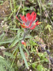 Castilleja affinis affinis