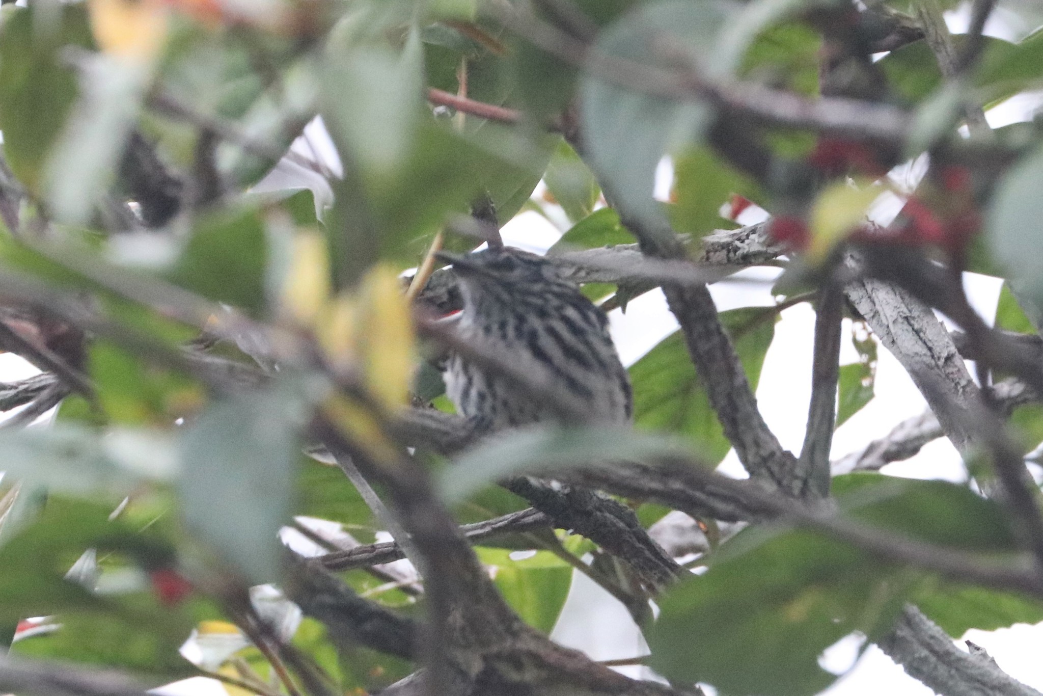 Cherrie's Antwren (Myrmotherula cherriei), photo 4