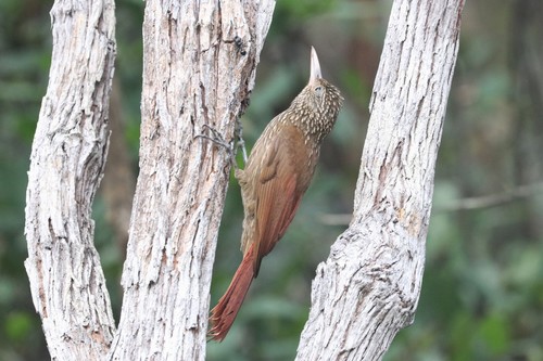 Striped Woodcreeper (Xiphorhynchus obsoletus), photo 2