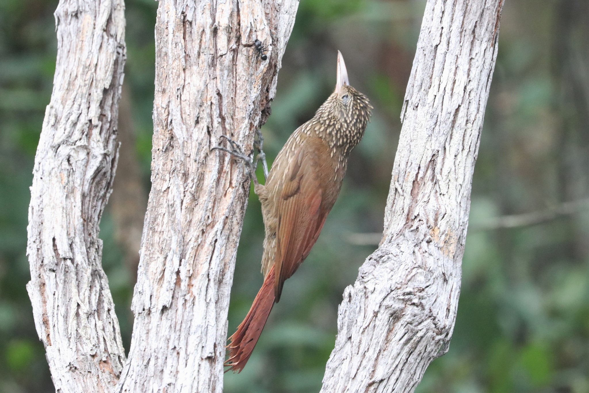 Striped Woodcreeper (Xiphorhynchus obsoletus), photo 2
