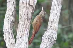 Xiphorhynchus obsoletus