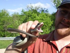 Coluber constrictor flaviventris