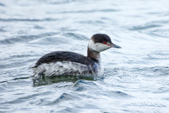 Podiceps auritus cornutus