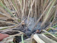 Paramarasmius mesosporus