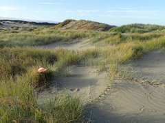 Paramarasmius mesosporus