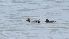 Anas acuta × crecca