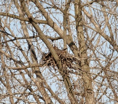 Bubo virginianus virginianus