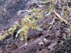 Sematophyllaceae