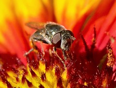 Platycheirus stegnus