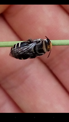 Melitoma segmentaria