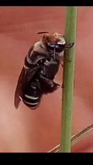 Melitoma segmentaria