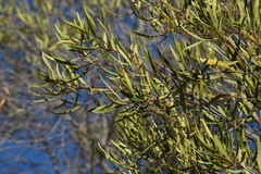 Euclea linearis