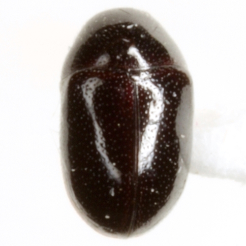 Tricorynus lucidus
