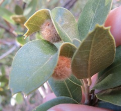 Disholandricus lasius