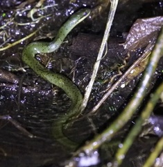 Erythrolamprus epinephalus
