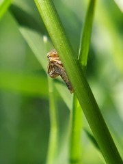 Agalliina