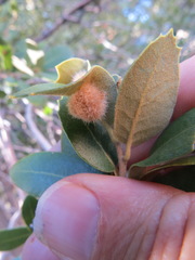 Disholandricus lasius