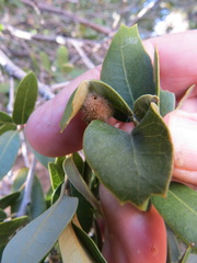 Disholandricus lasius