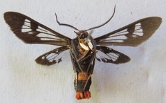 Phoenicoprocta
