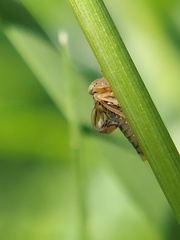 Agalliina