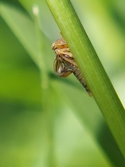 Agalliina