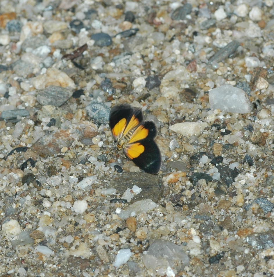 Eutrepsia cydonia