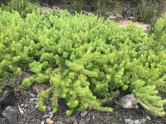 Persoonia chamaepitys