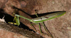 Stagmatoptera supplicaria