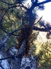 Arceuthobium americanum