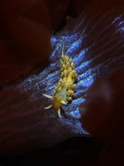Diaphoreolis flavovulta