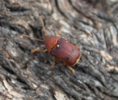 Cadmus excrementarius