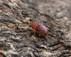 Cadmus excrementarius