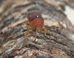 Cadmus excrementarius