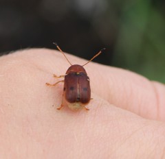 Cadmus excrementarius
