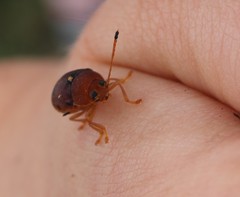 Cadmus excrementarius