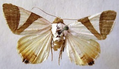 Eulepidotis rectimargo