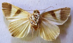 Eulepidotis rectimargo