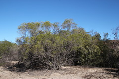 Euclea linearis