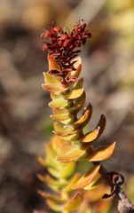 Crassula undulata