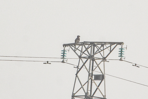 Beaudouin's Snake Eagle (Circaetus beaudouini), photo 10
