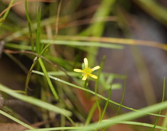 Ranunculus amphitrichus