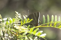 Atlides thargelia