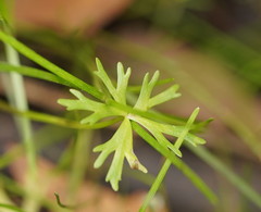 Ranunculus amphitrichus