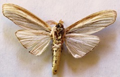 Truncaptera truncata