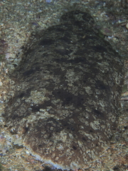Pardachirus hedleyi
