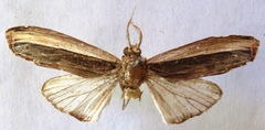 Truncaptera truncata