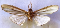 Truncaptera truncata
