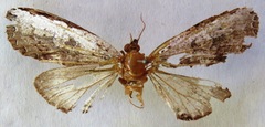 Lirimiris lignitecta